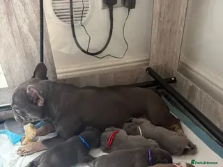 French Bulldog dogs Gorgoeus Isabella, lilac and blue Frenchies - Advert 11