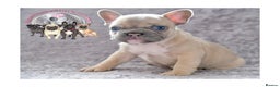 French Bulldog dogs for stud: Full new shade Isabella stud ( now available ) in Hastings - Advert 15