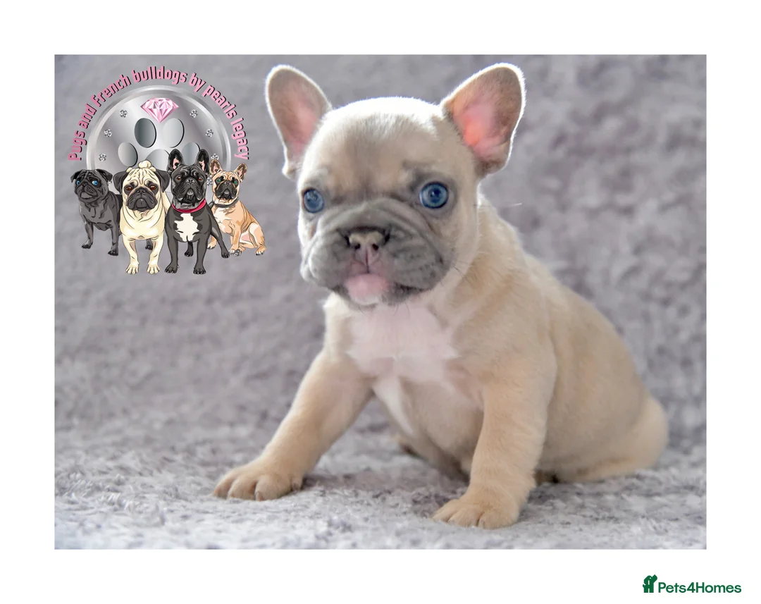 French Bulldog dogs for stud: Full new shade Isabella stud ( now available ) in Hastings - Advert 15