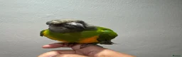 Parakeets birds for sale: Senegal Parrot Tamed  - Advert 1