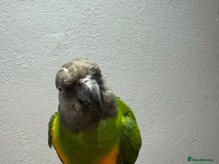 Parakeets birds Senegal Parrot Tamed - Advert 1