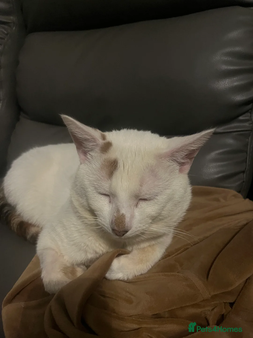 Turkish Angora cats for sale: 🐾 Very Handsome 1 year old Turkish Angora Male 🐾 - Advert 6