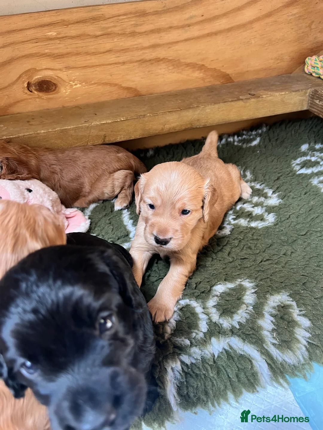 Cocker Spaniel dogs for sale: Working cocker spaniel puppies  - Advert 15