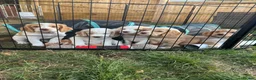 Sprocker dogs for sale: Gorgeous Sprocker Spaniel Puppies - Advert 3