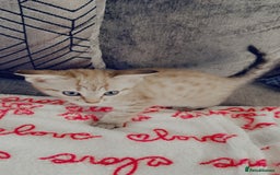 Bengal cats for sale: Beautiful Bengal kitten - Image 1