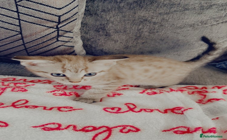 Bengal cats - Advert 1