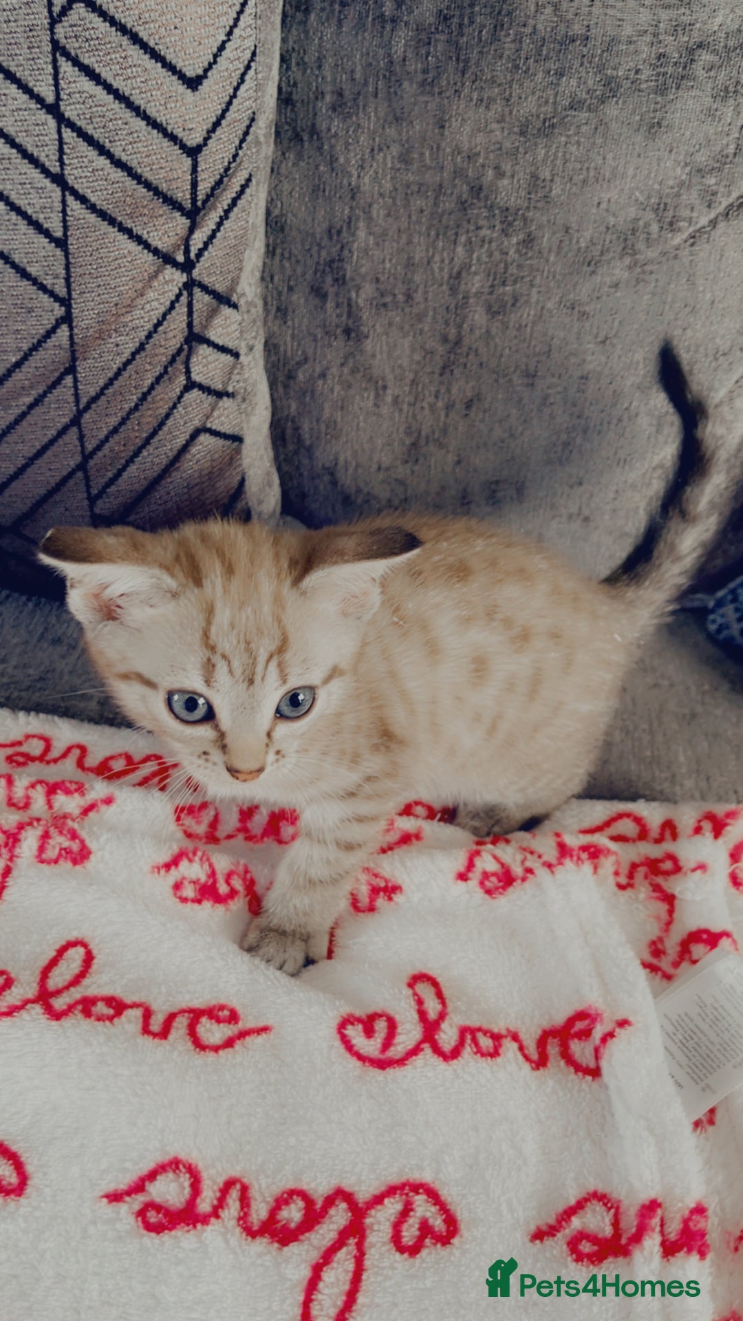 Bengal cats for sale: Beautiful Bengal kitten - Image 1