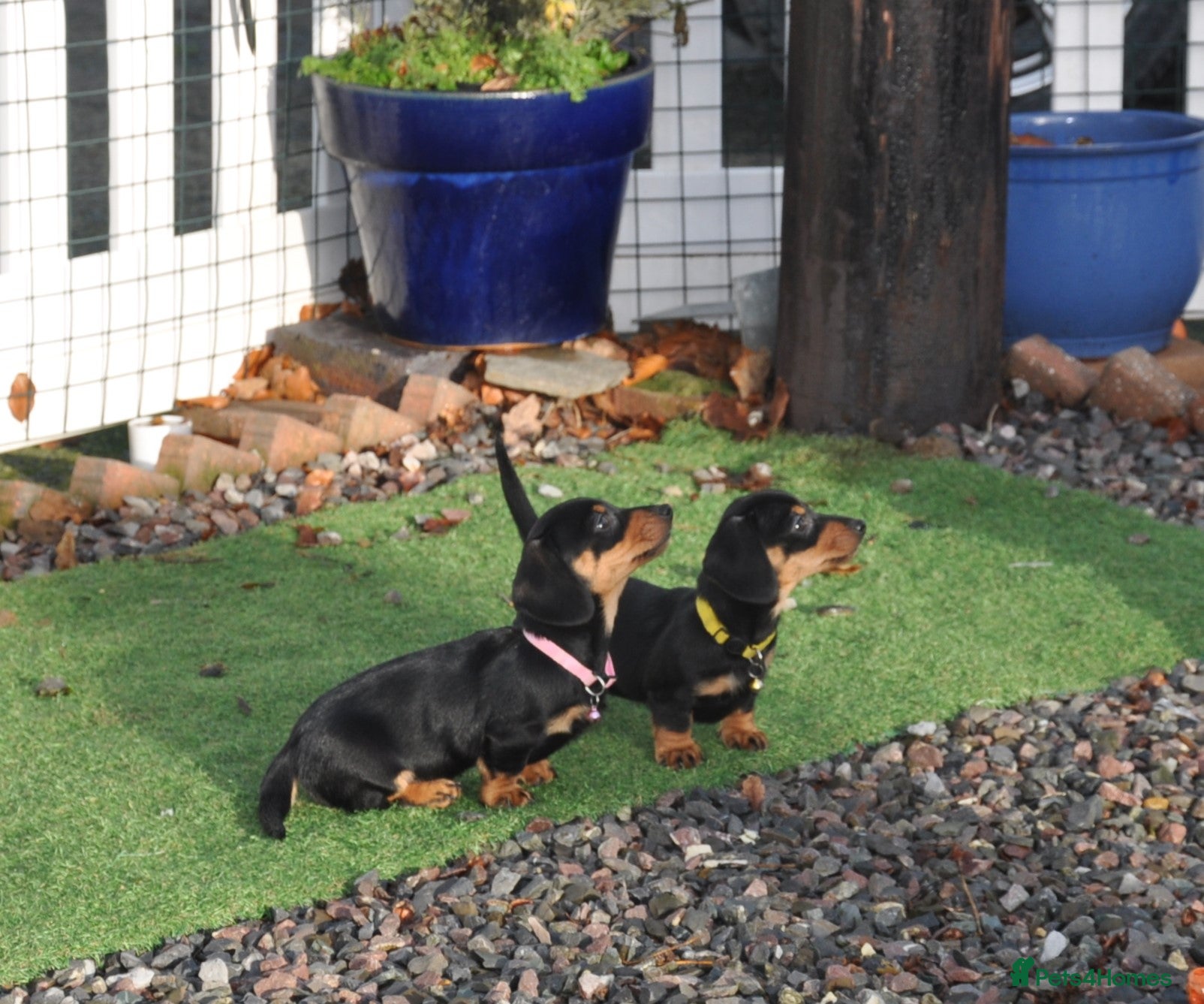 Dachshund dogs Miniature Smooth Haired Dachshunds - Advert 6