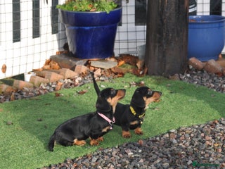 Dachshund dogs Miniature Smooth Haired Dachshunds - Advert 1