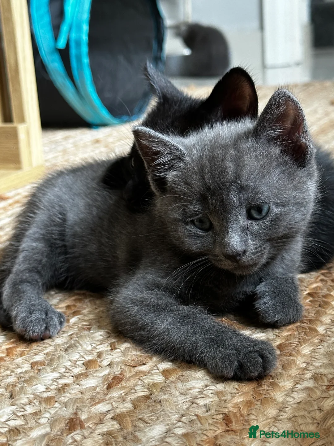 Mixed Breed cats for sale: Black and Blue/ Grey Domestic Short Hair Kittens in Harlow - Advert 1