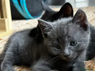 Mixed Breed cats Black and Blue/ Grey Domestic Short Hair Kittens - Advert 1