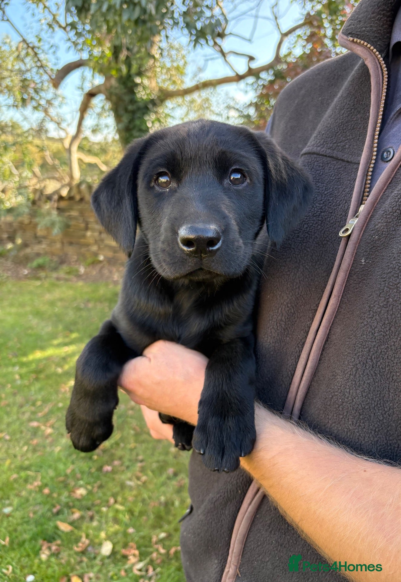 Labrador Retriever dogs for sale: Handsome Labrador dogs available  - Advert 1