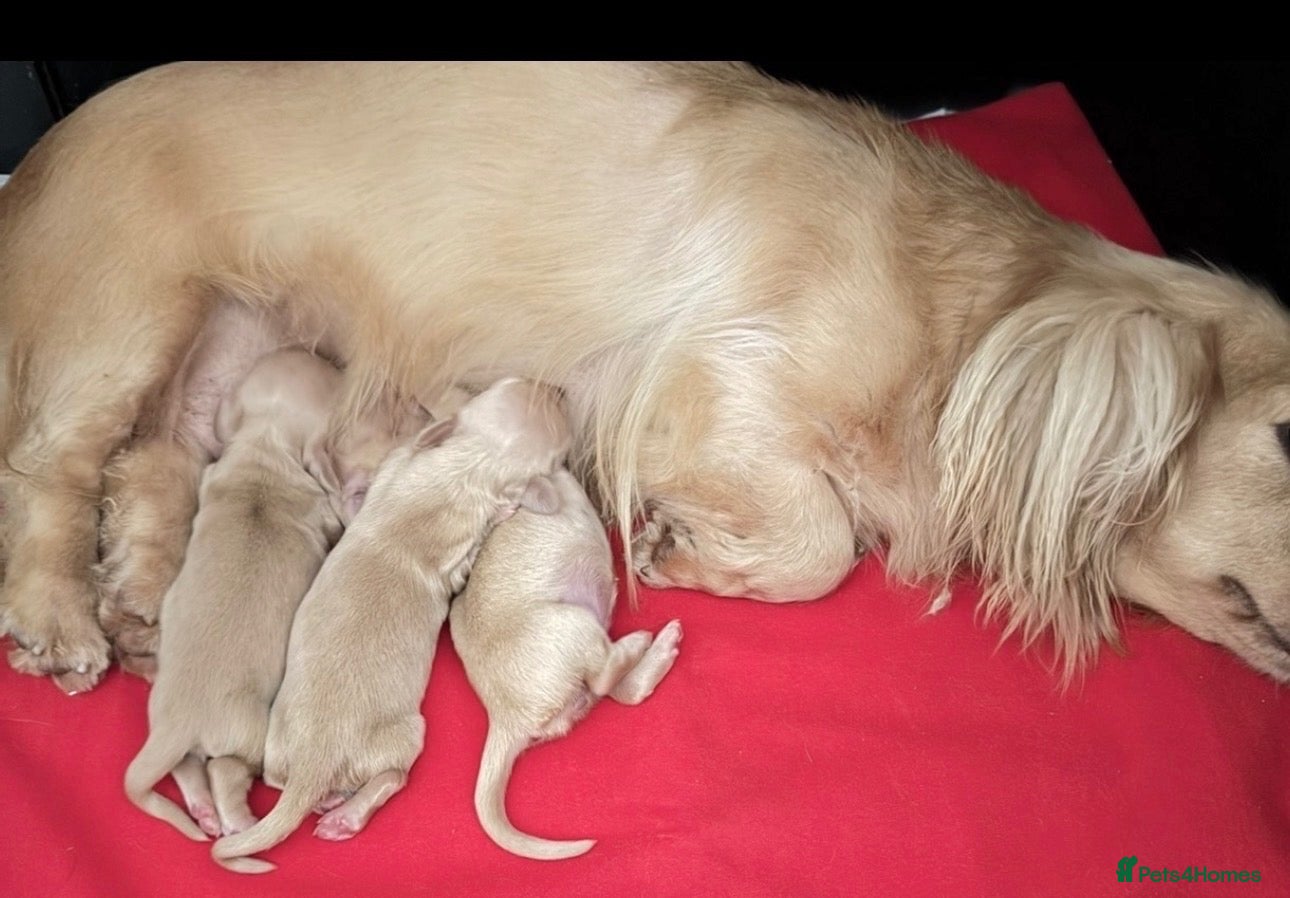 Miniature Dachshund dogs True cream miniature longhaired dachshunds  - Advert 1