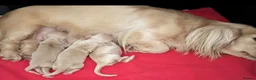 Miniature Dachshund dogs for sale: True cream miniature longhaired dachshunds  - Advert 1