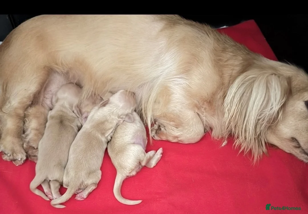 Miniature Dachshund dogs for sale: True cream miniature longhaired dachshunds  - Advert 1