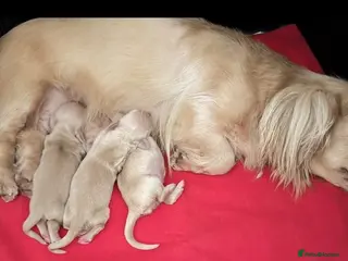 Miniature Dachshund dogs True cream miniature longhaired dachshunds - Advert 3