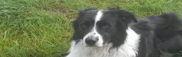Sprollie dogs for sale: Sprollie puppies for sale - Advert 3