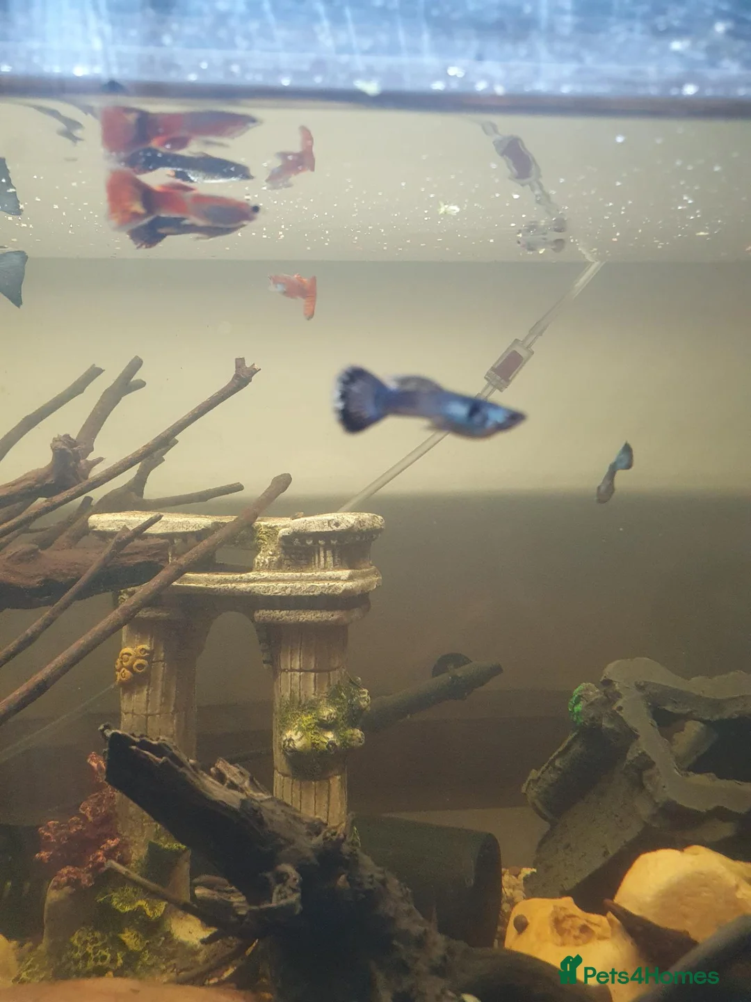 Live Bearers fish for sale: Lovely mix of tiger guppies and Moscow blues in Feltham - Advert 2