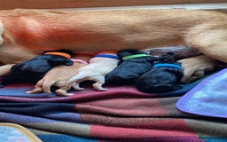 Labrador Retriever dogs for sale: Labrador puppies  - Image 6