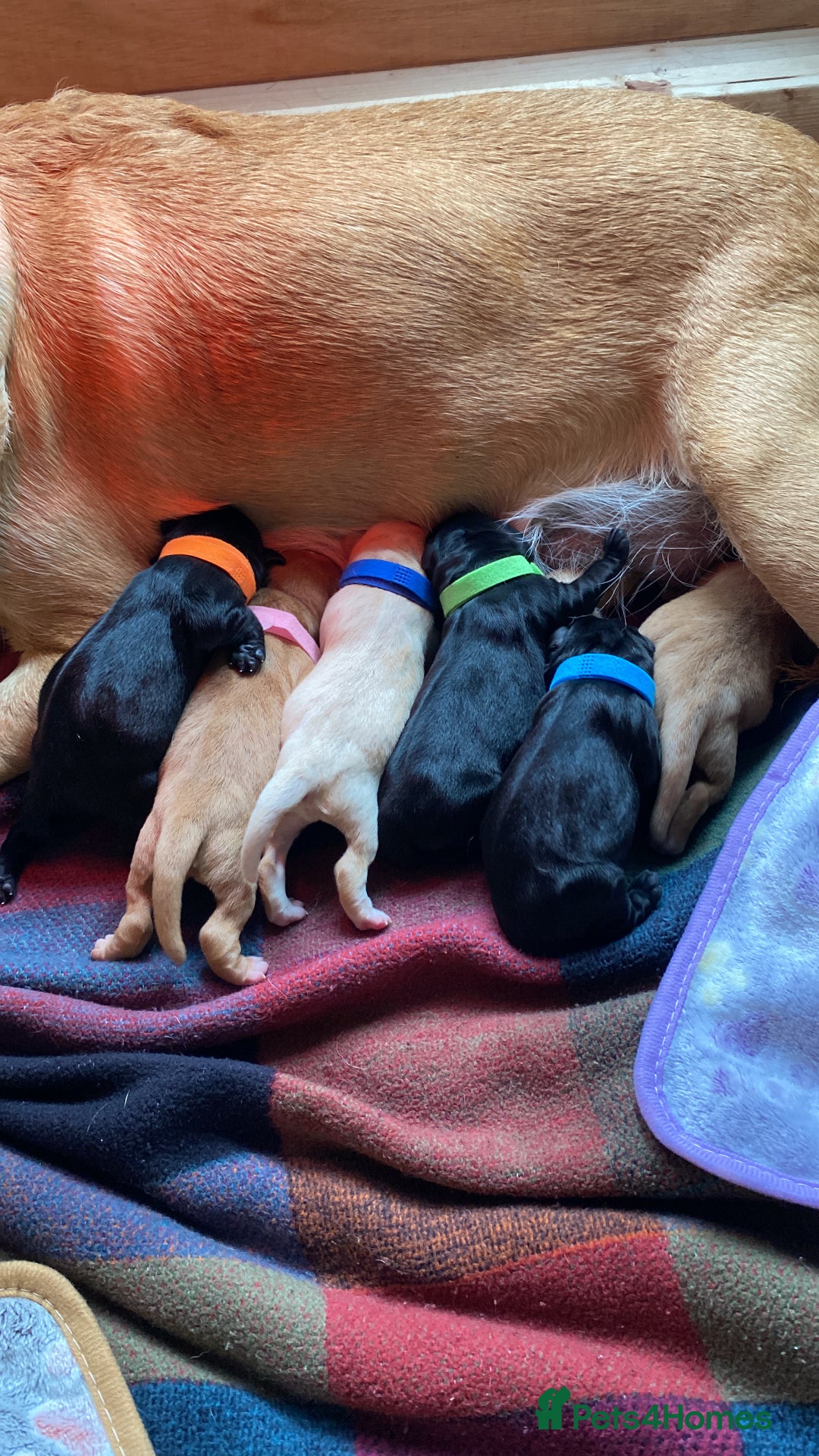 Labrador Retriever dogs for sale: Labrador puppies  - Image 6