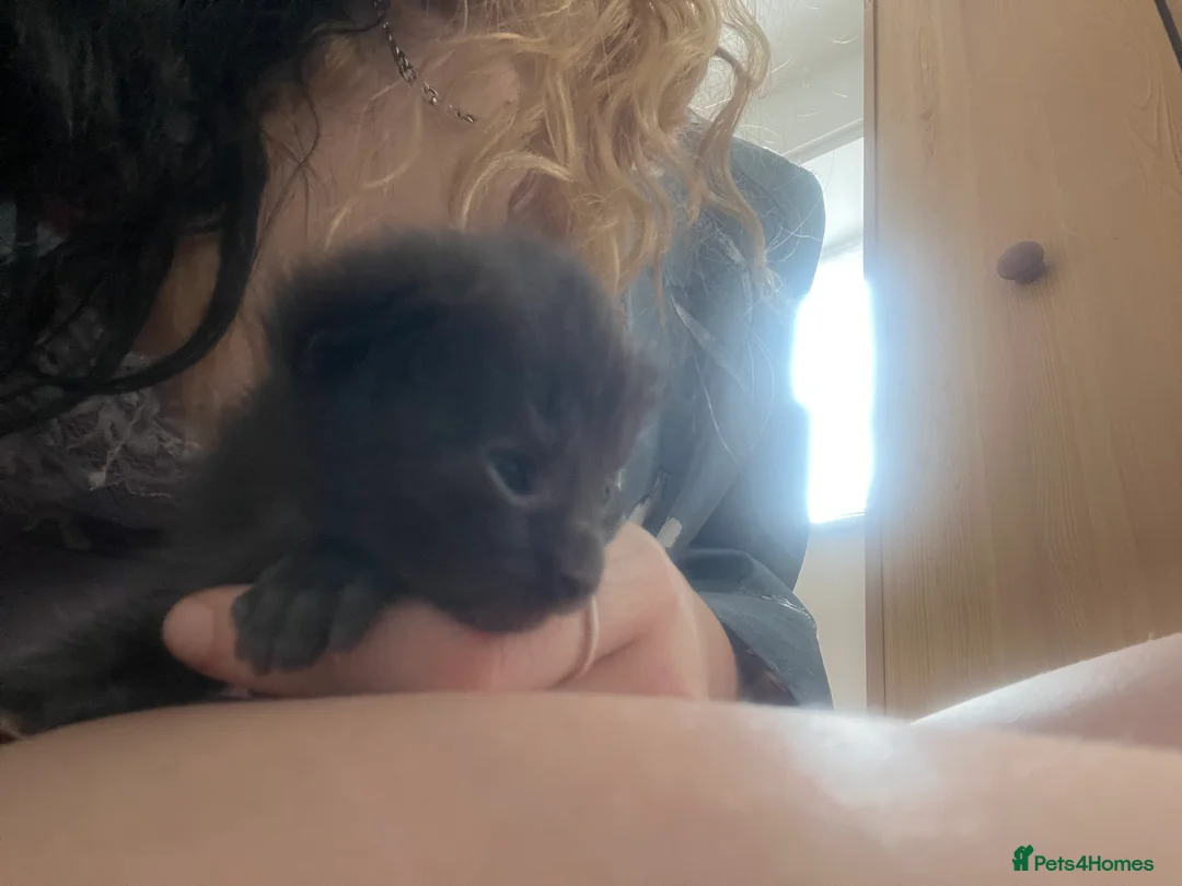 Maine Coon cats for sale: 4 beautiful maincoon mix tab kittens  - Advert 14