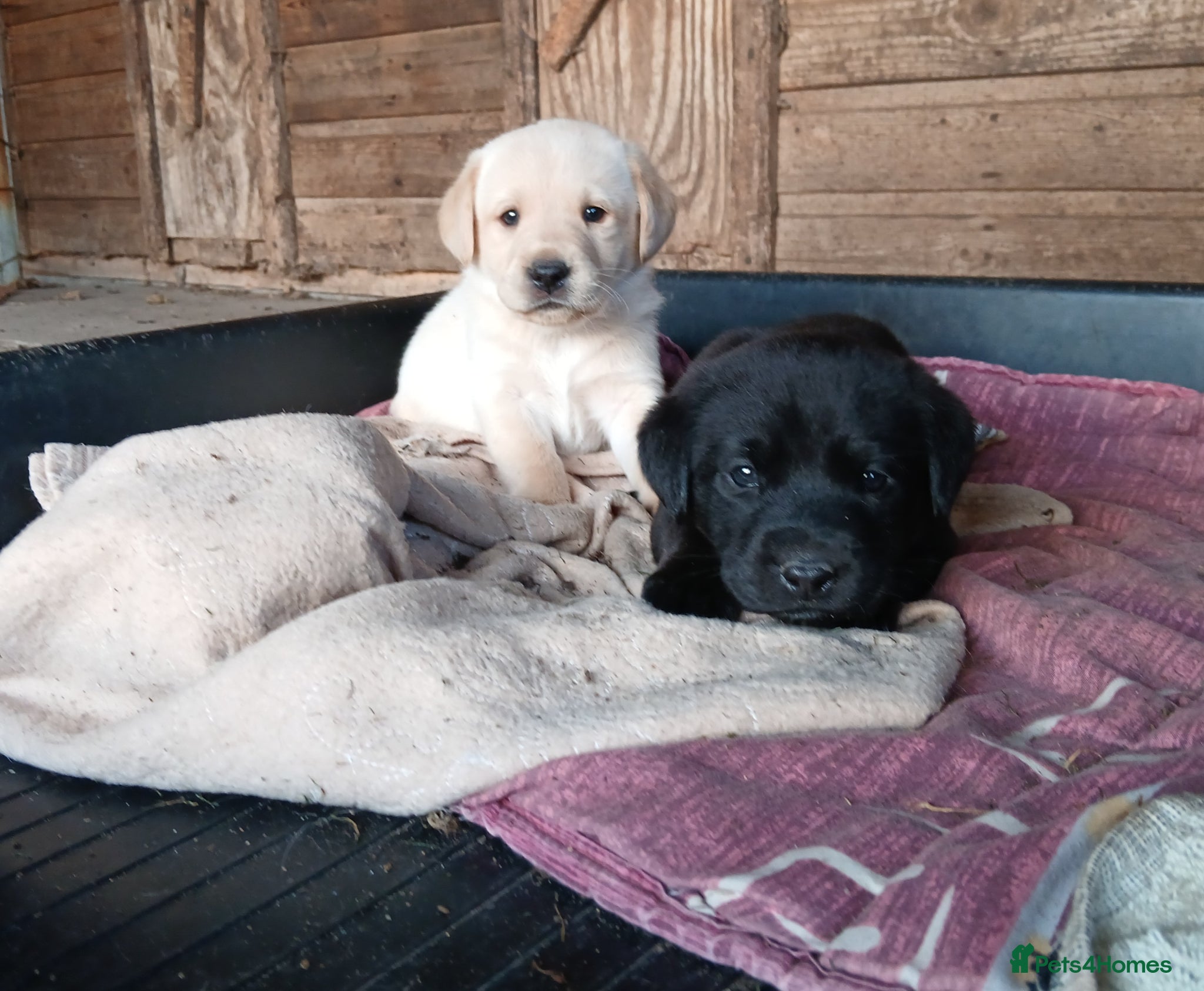 Labrador Retriever dogs Kc Registered Labrador Retriever Puppies - Advert 1