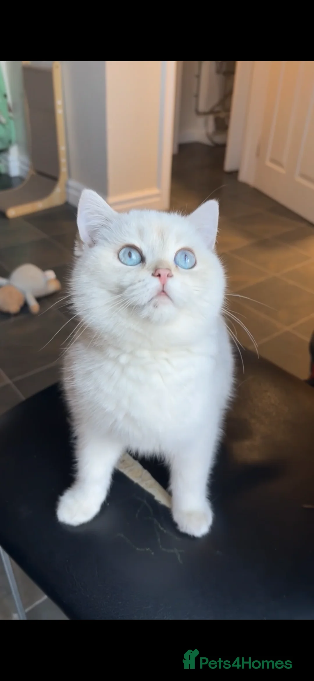 British Shorthair cats for sale: Our baby snow is looking for a loving new home - Advert 1