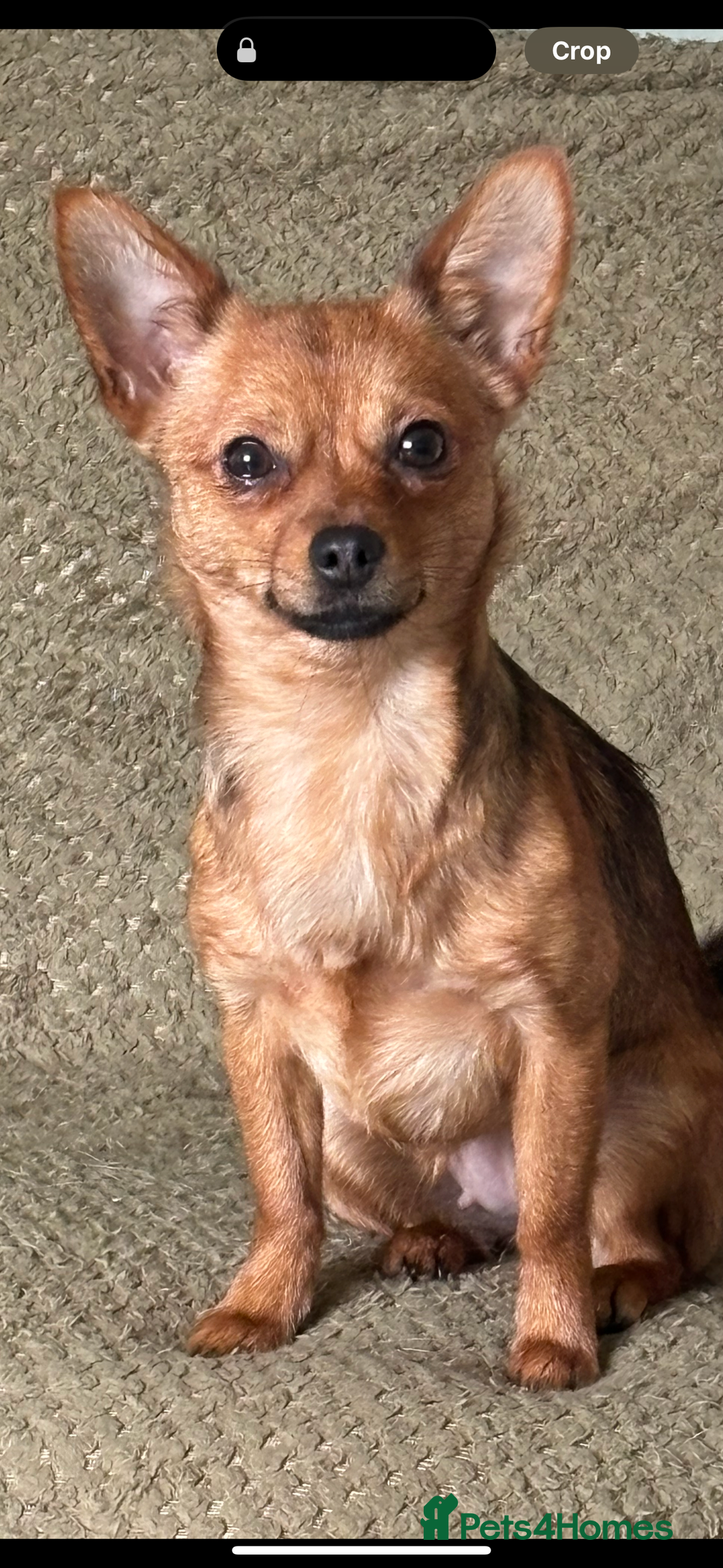 Chihuahua dogs for sale: Merle Chihuahuas 🩵 🩷 3 boys 2 girls available  - Advert 18