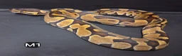 Python Snake reptiles for sale: Royal Pythons Male and Females  - Advert 14