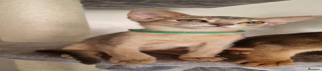 Abyssinian Kitten 3
