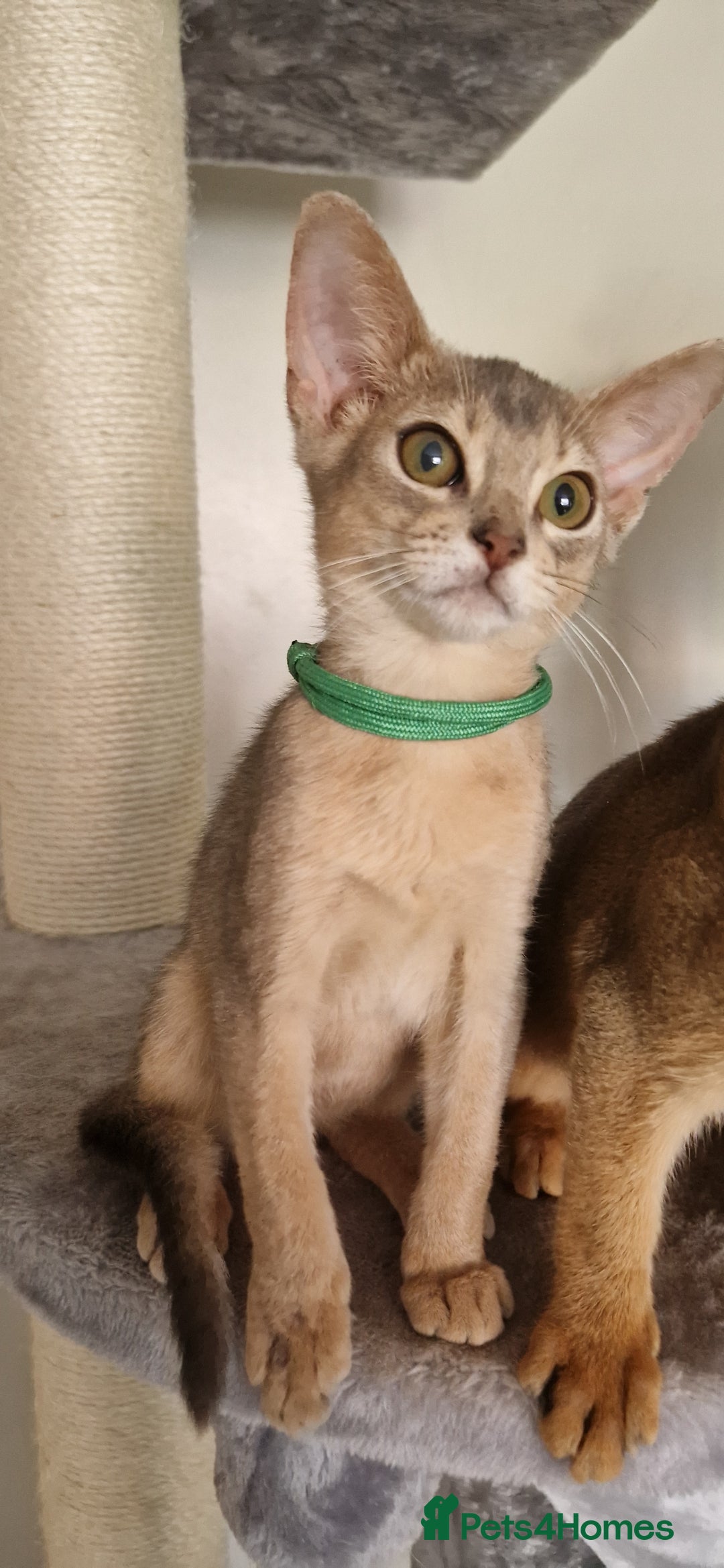 Abyssinian cats for sale: Pure Abyssinian kittens ❤️Ready to go 😍  - Image 23