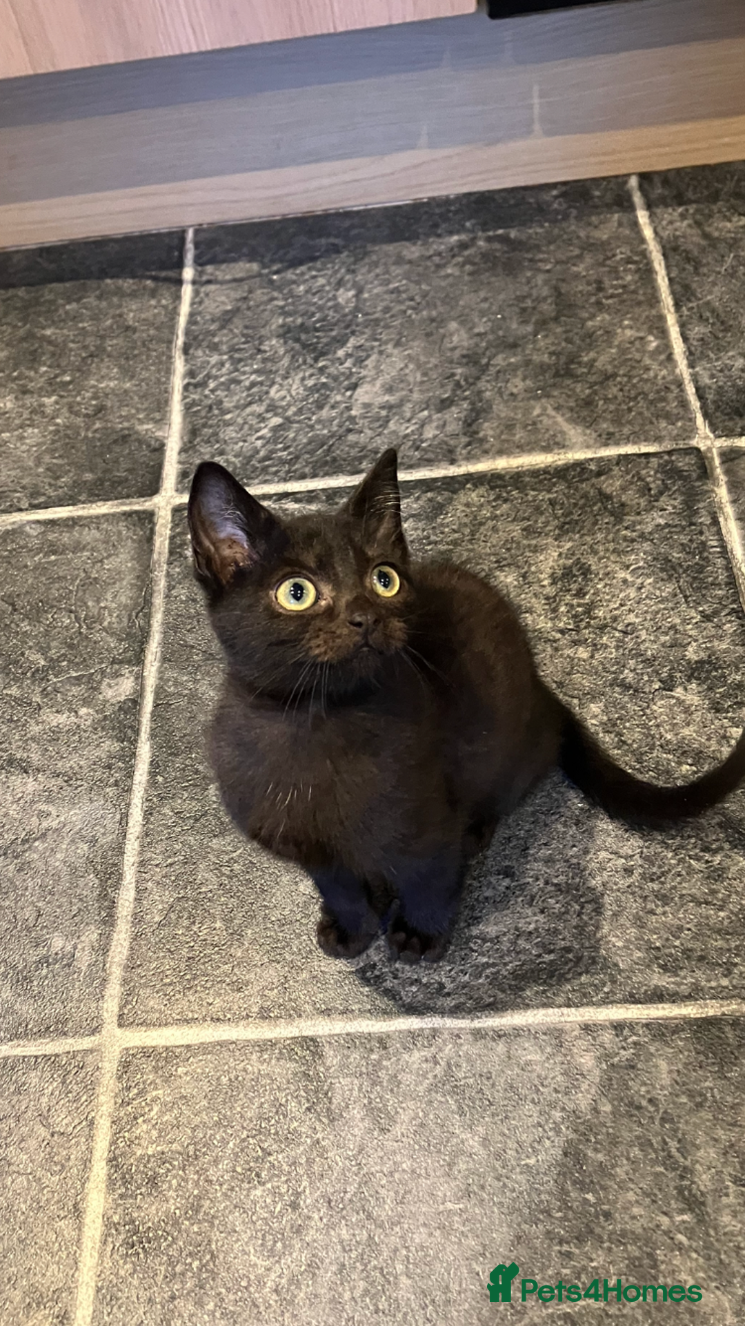 Mixed Breed cats for sale: The cutest little kittens for sale  - Advert 1