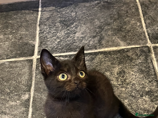 Mixed Breed cats The cutest little kittens for sale - Advert 1