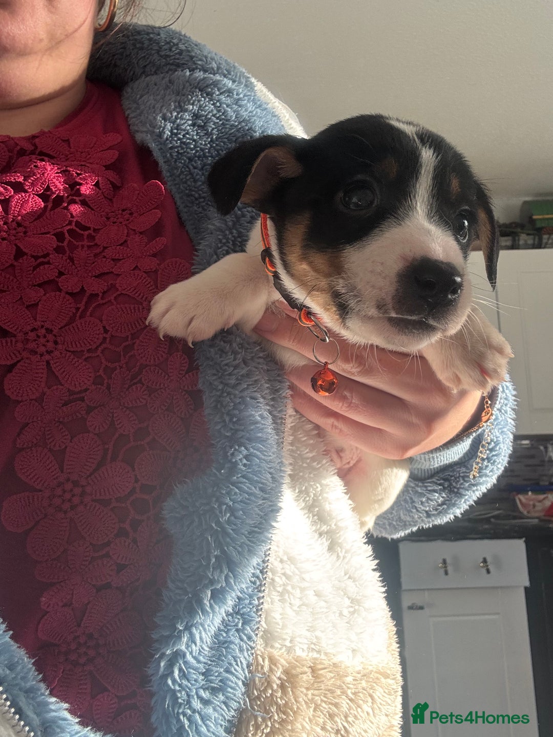 Jack Russell dogs for sale: 5 traditional Jack Russell puppys  - Advert 13