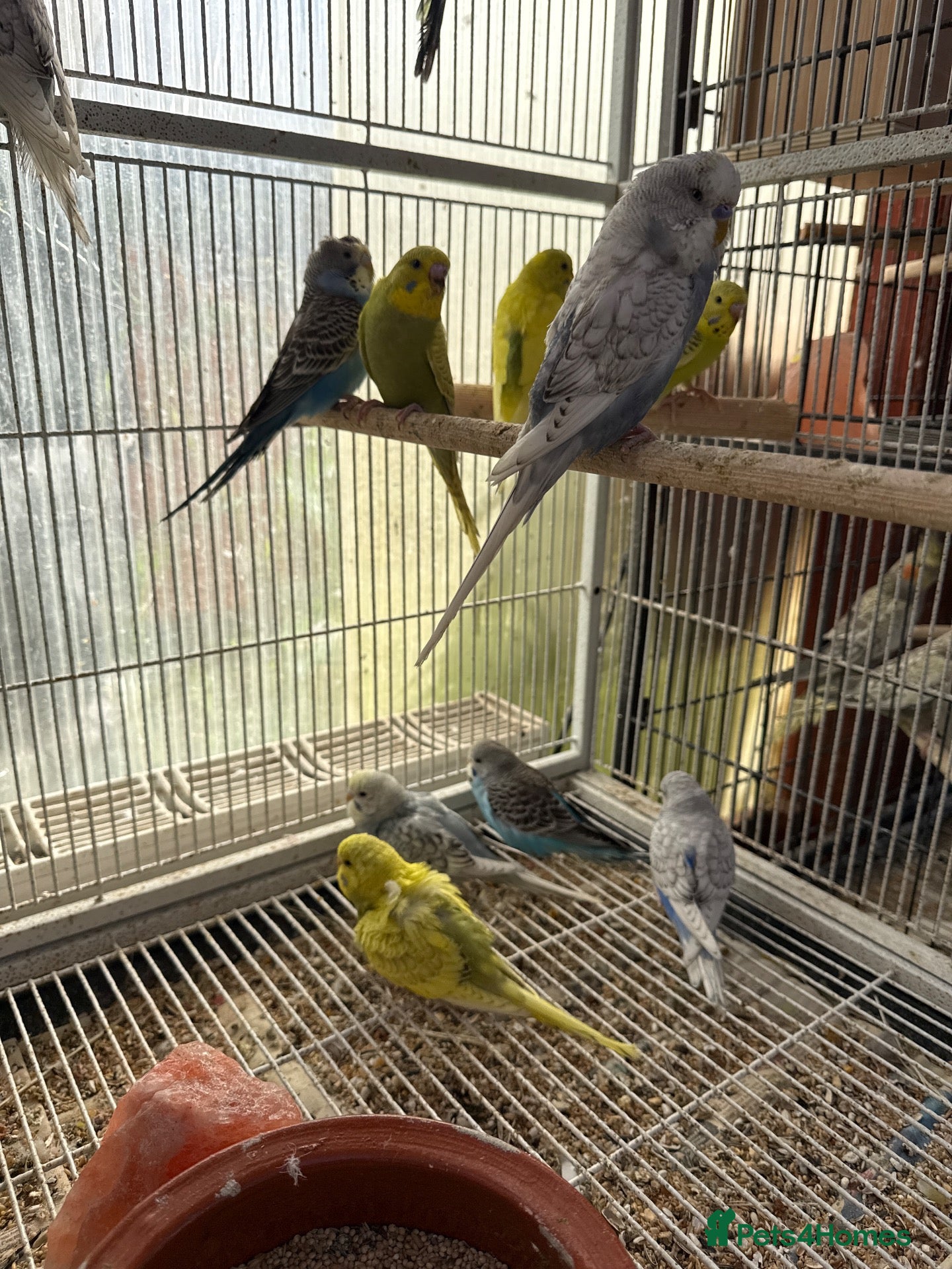 Budgerigars birds Budgies  - Advert 1