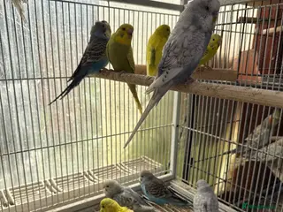 Budgerigars birds Budgies - Advert 1