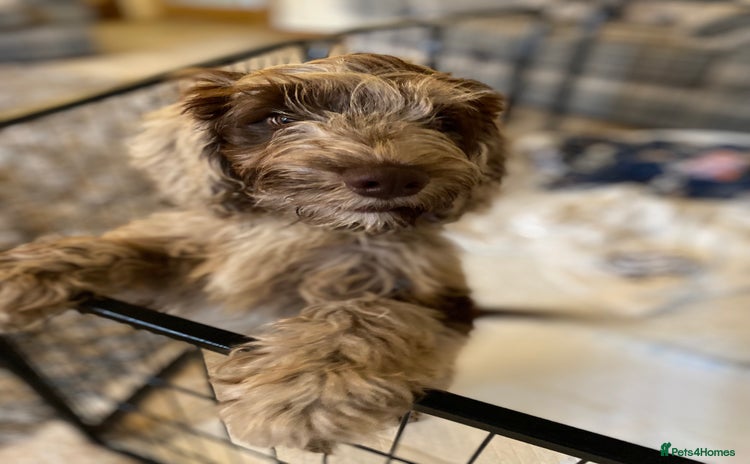 Cockapoo dogs - Advert 1