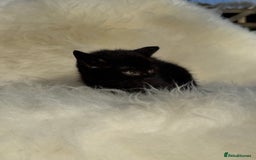 Mixed Breed cats for sale: Beutiful, Kittens Raised to Highest Standard - Image 11