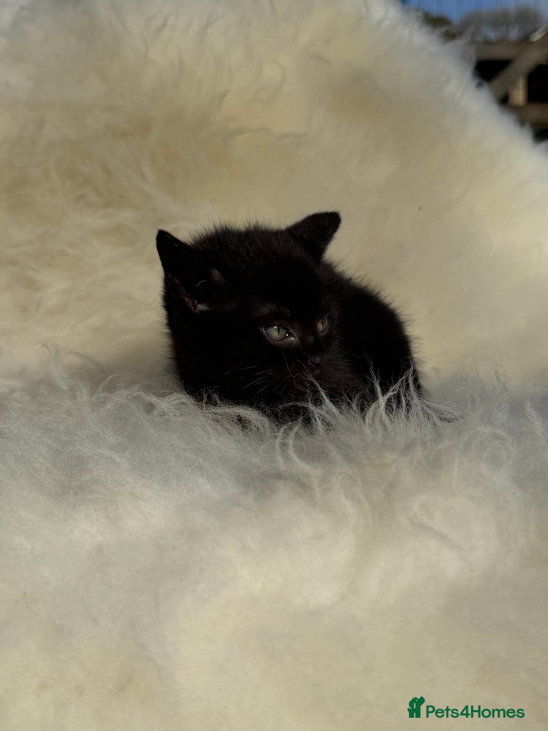 Mixed Breed cats for sale: Beutiful, Kittens Raised to Highest Standard - Image 11