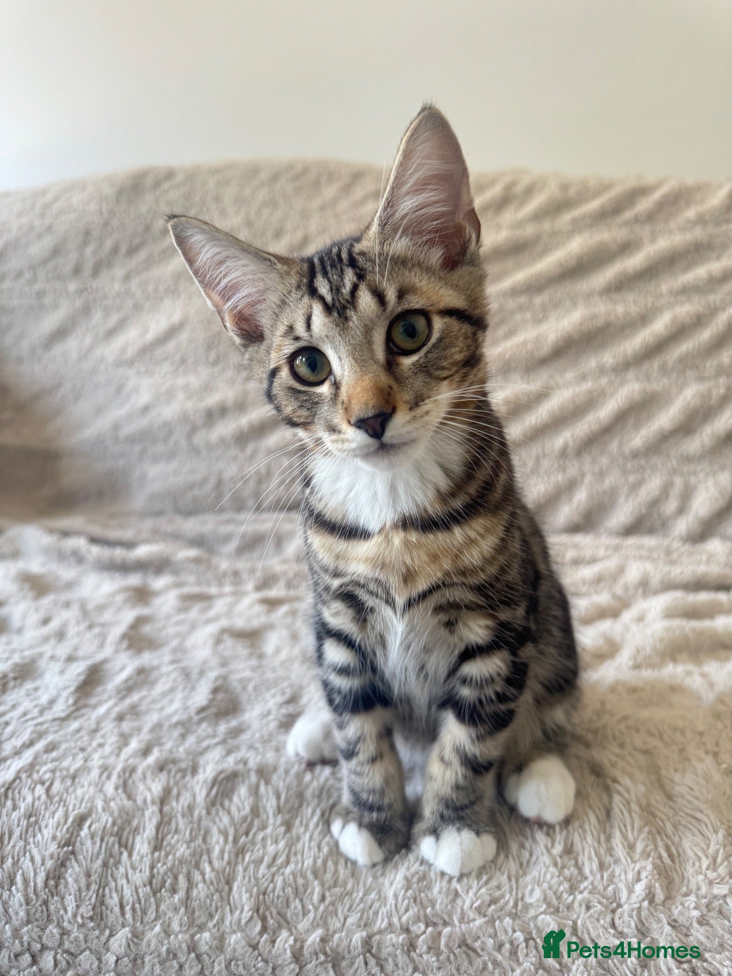 Mixed Breed cats Tabby Male Kitten  - Advert 2