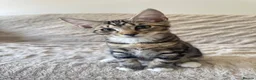 Mixed Breed cats for sale: Tabby Male Kitten  - Advert 1