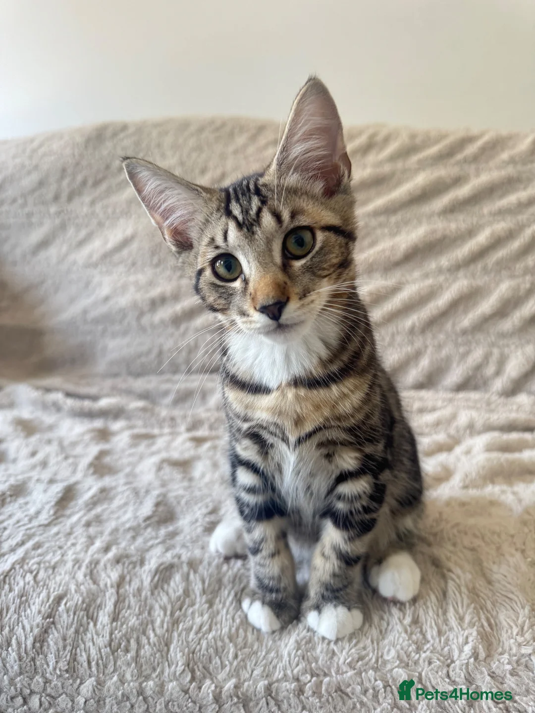 Mixed Breed cats for sale: Tabby Male Kitten  - Advert 1