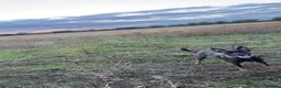 Belgian Shepherd Dog dogs for sale: belgium malinios  - Advert 3