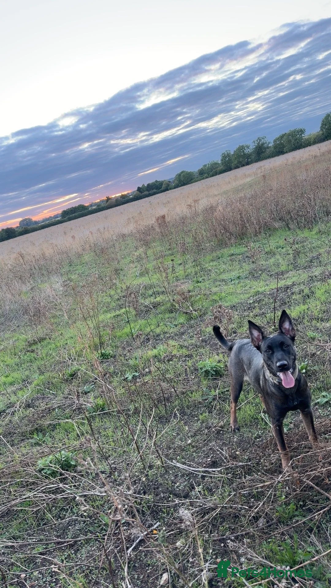 Belgian Shepherd Dog dogs for sale: belgium malinios  - Advert 3