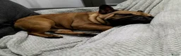 French Bulldog dogs for sale: Amazing Deep Red Female Frenchie - Advert 4