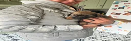 Border Terrier dogs for sale: Border Terriers – Ready for a Loving Forever Home - Advert 7