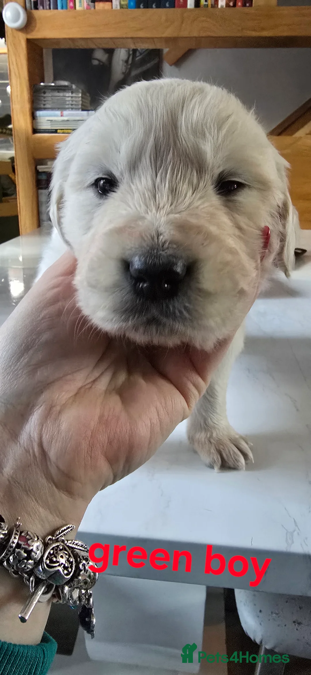 Golden Retriever dogs for sale: Adorable white Golden Retriever - Advert 23