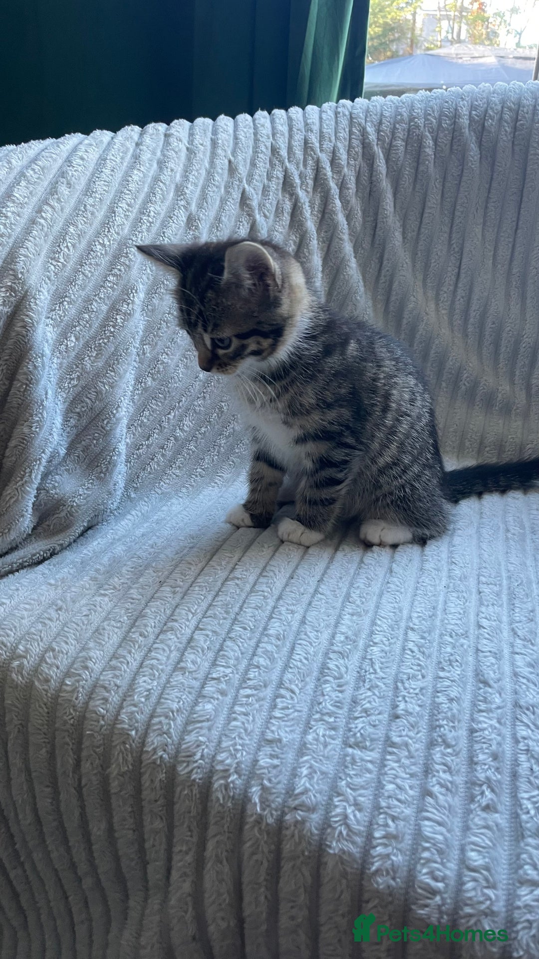 Mixed Breed cats for sale: Tabby kittens for sale - Image 7