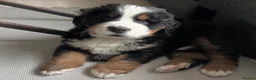 Bernese Mountain Dog dogs for sale: Stunning puppies ready for their forever homes in Hull - Advert 6