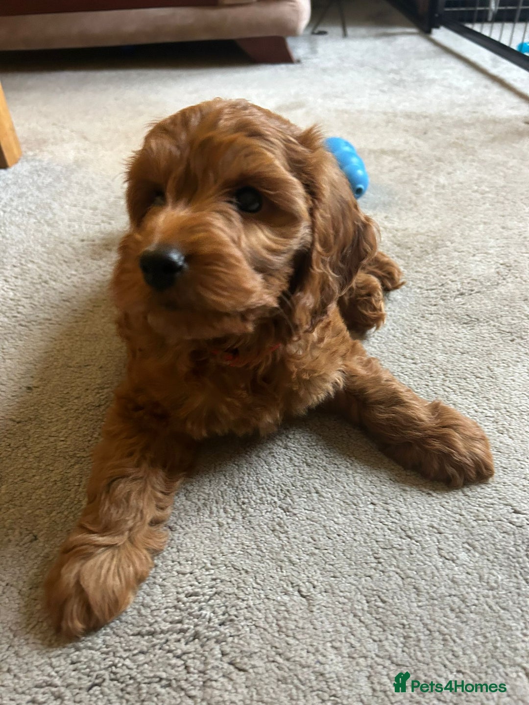 Cockapoo dogs for sale: Cockapoo F1 - Advert 3